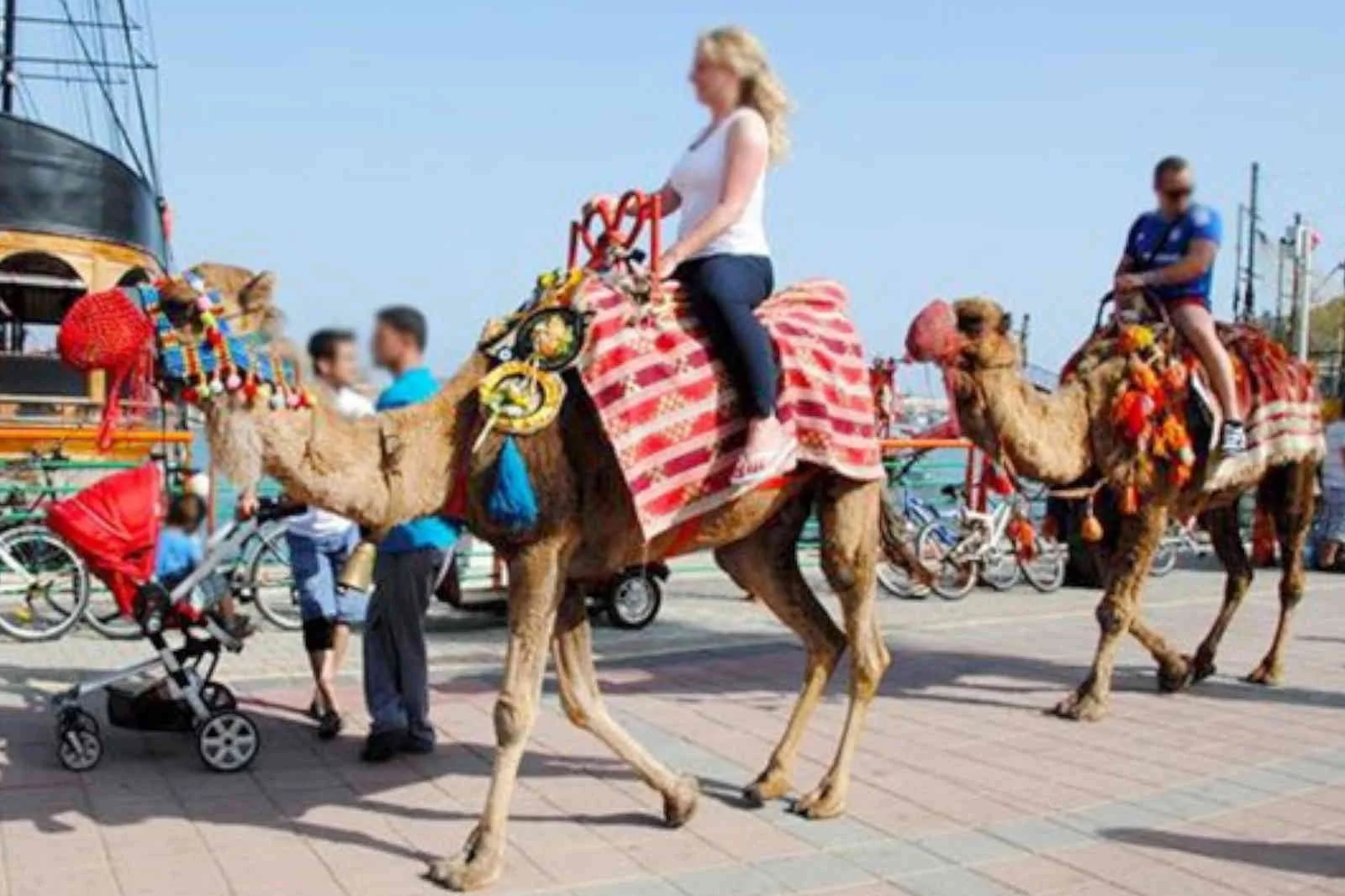 Alanya’da deve turizmi yasaklandı