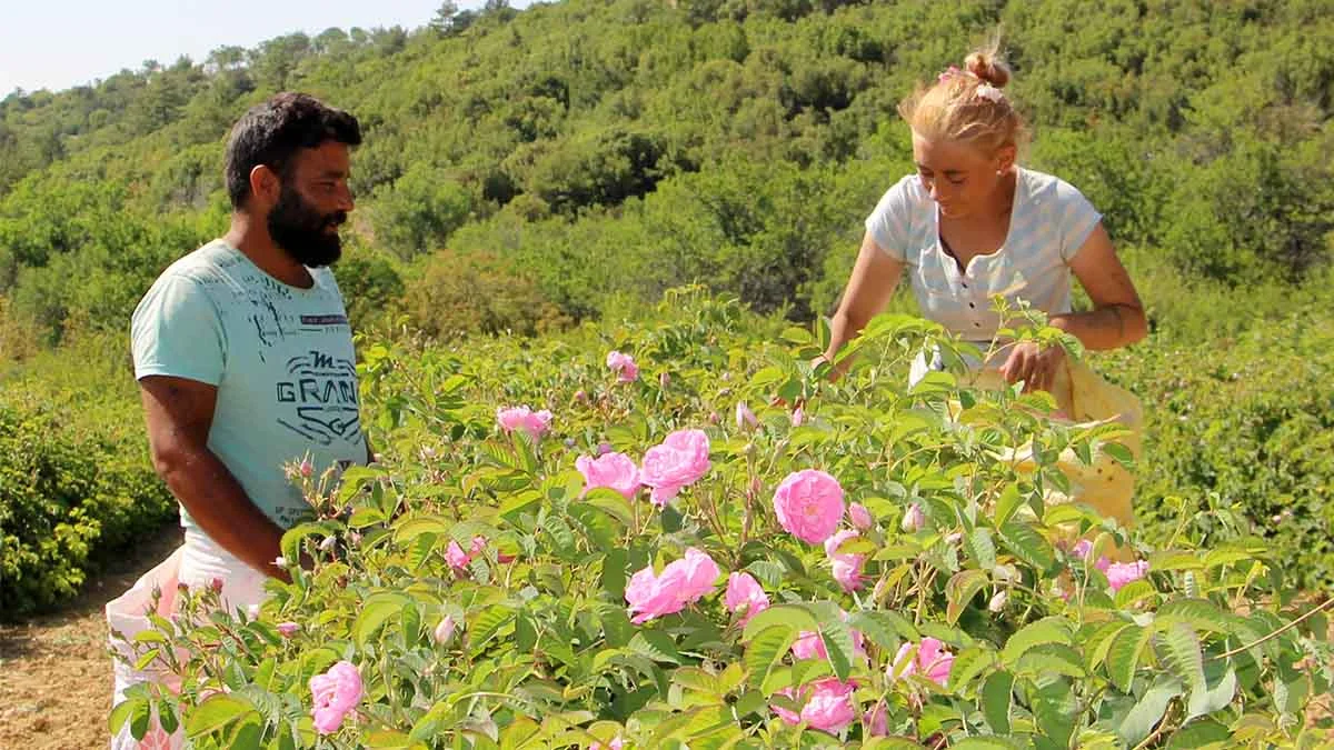 Isparta’da “gül hasadı” turizmi başladı