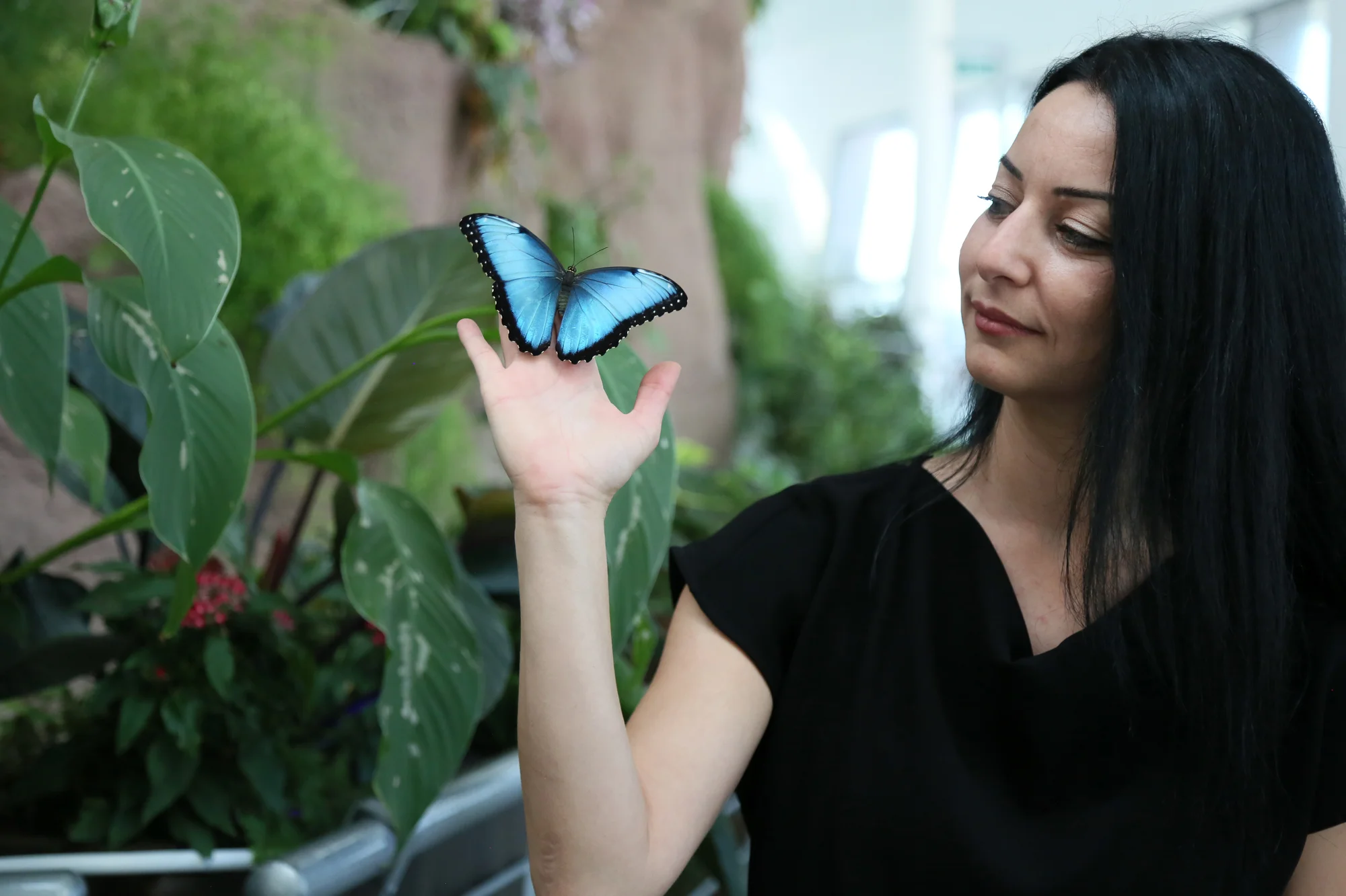 butterfly world (3)