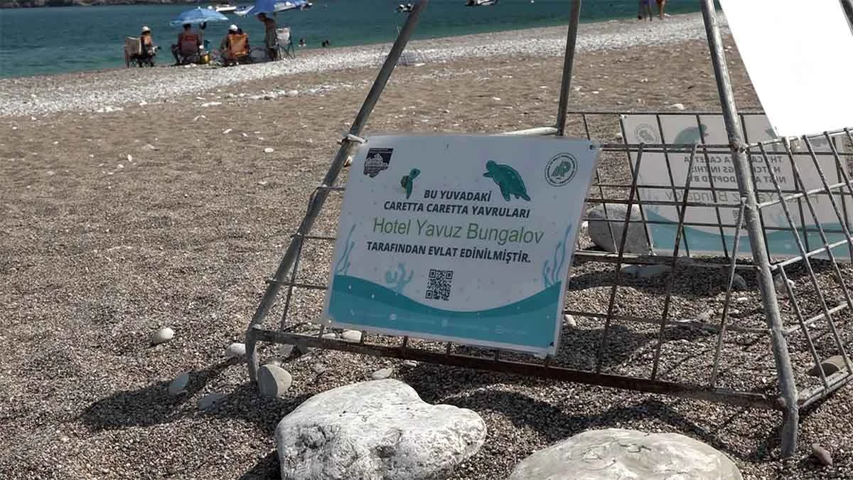 Antalya, Çıralı’daki turizm işletmeleri caretta carettaları sahiplendi