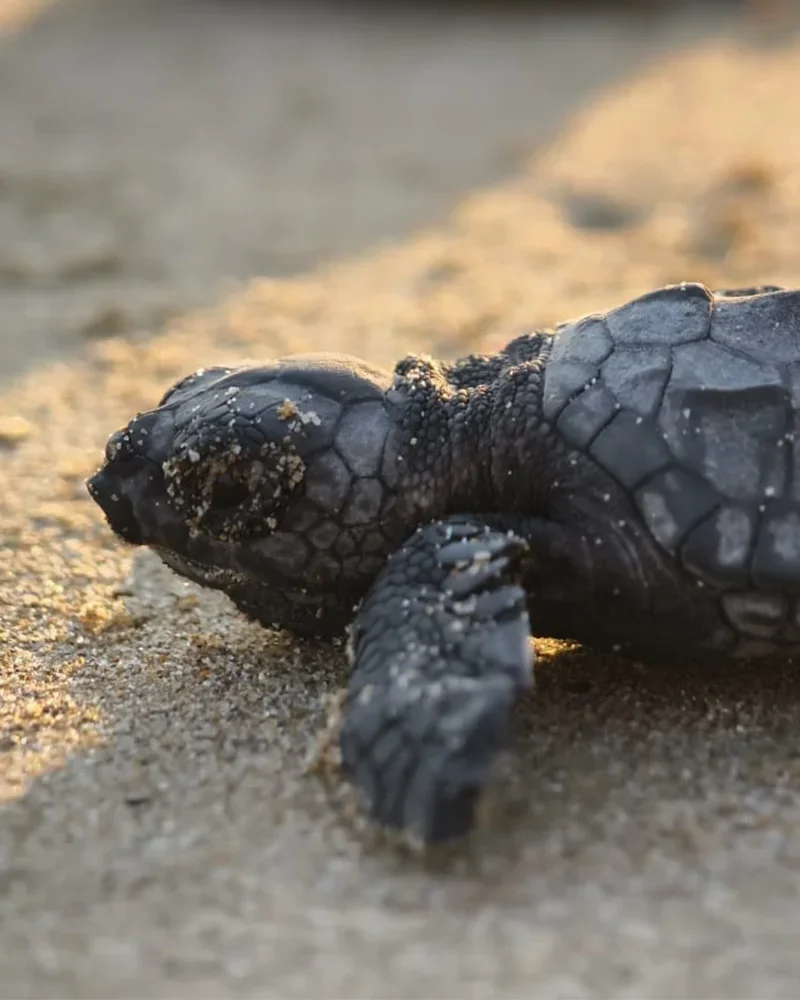 Antalya’nın turizm merkezi Belek'te 100 bin caretta yavrusu denize ulaştı