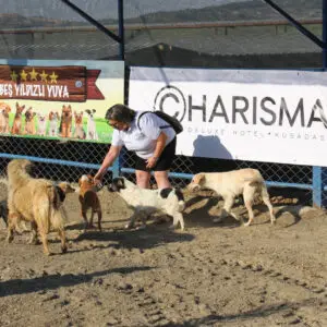 Otel sahibi sokak köpeklerine sahip çıktı: Özel barınak açtı