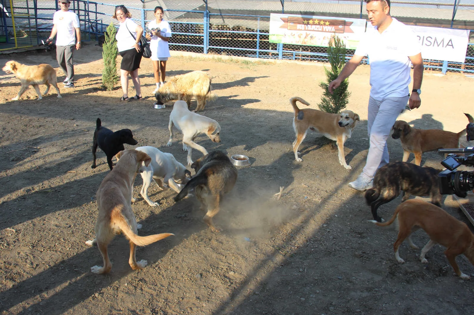 Otel sahibi “Sokak köpekleri için barınak”, Belediye “Rant” diyor