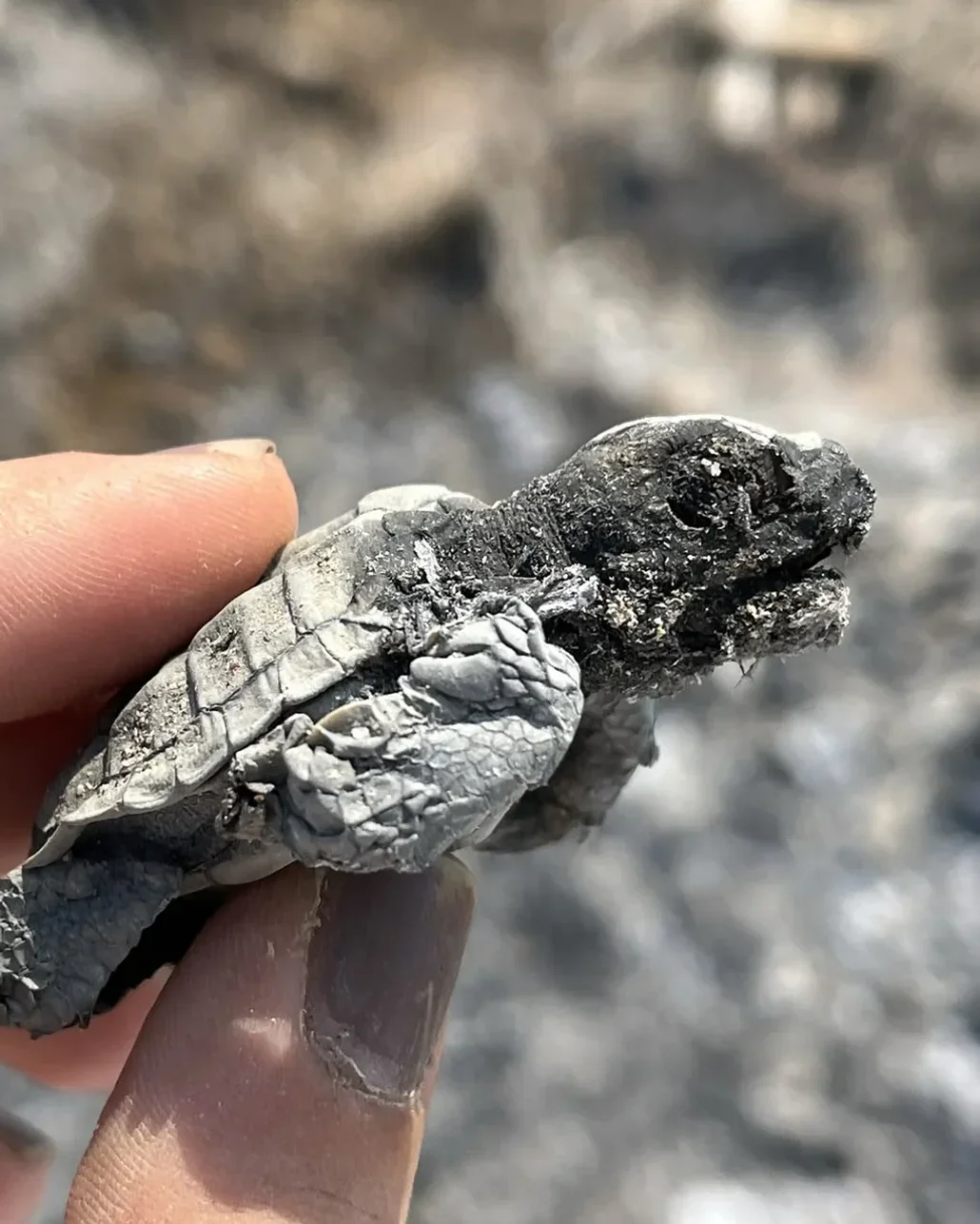 Kumsalda yakılan ateş denize ulaşmaya çalışan yavru carettanın ölümüne neden oldu