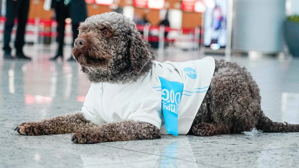 Terapi köpekleri uçuş stresini azaltmak için göreve hazır
