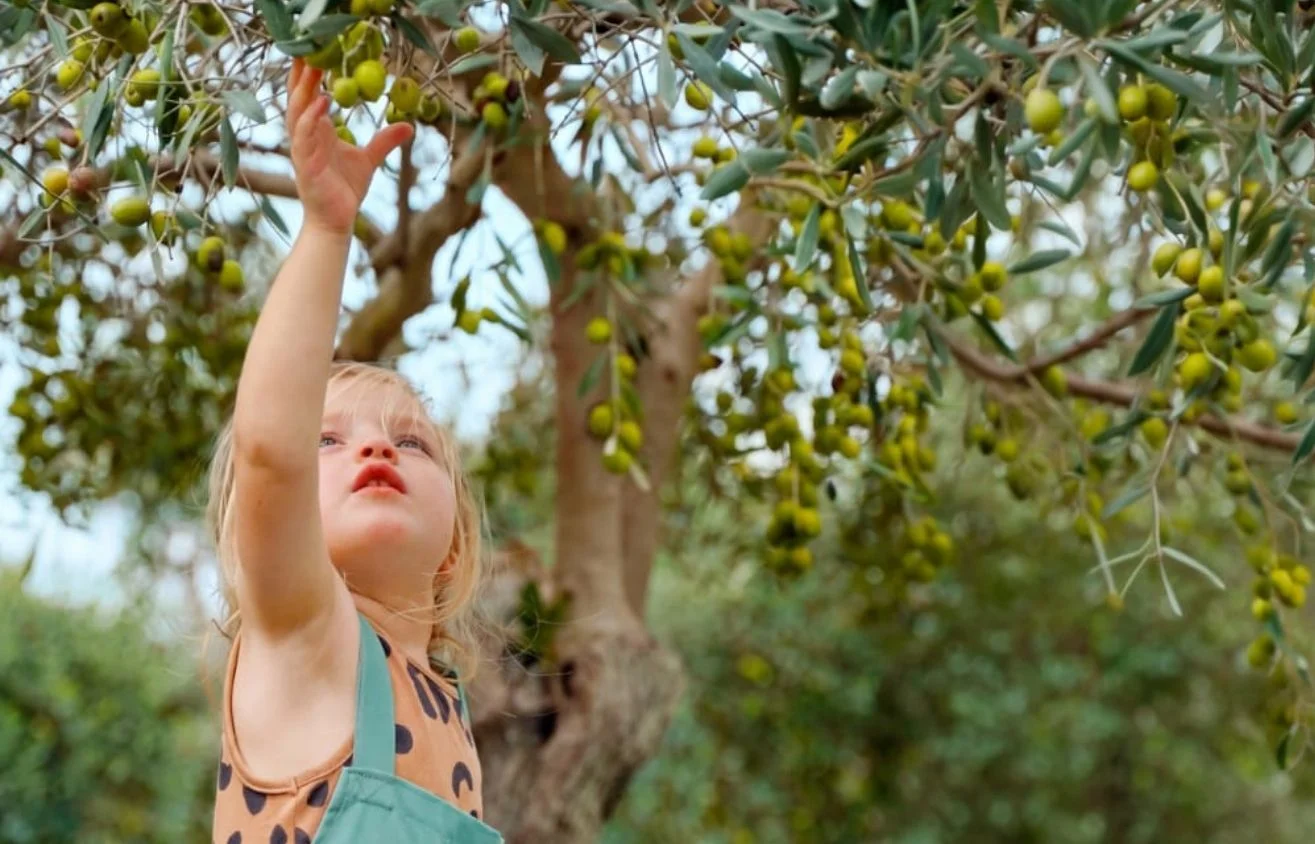 Ela Excellence Resort Belek'te zeytin hasatı, festival coşkusuna dönüşüyor