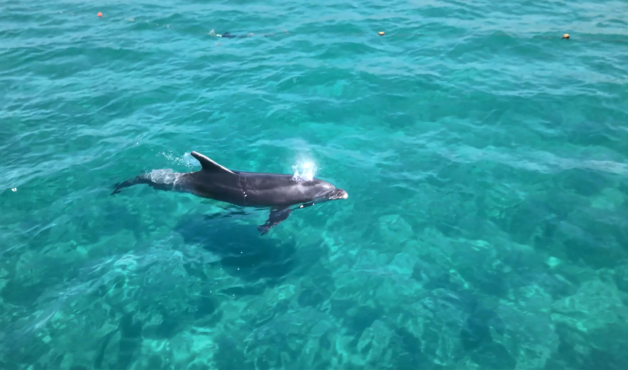 Antalya’da kıyıya yaklaşan yunus turistlerle yüzdü