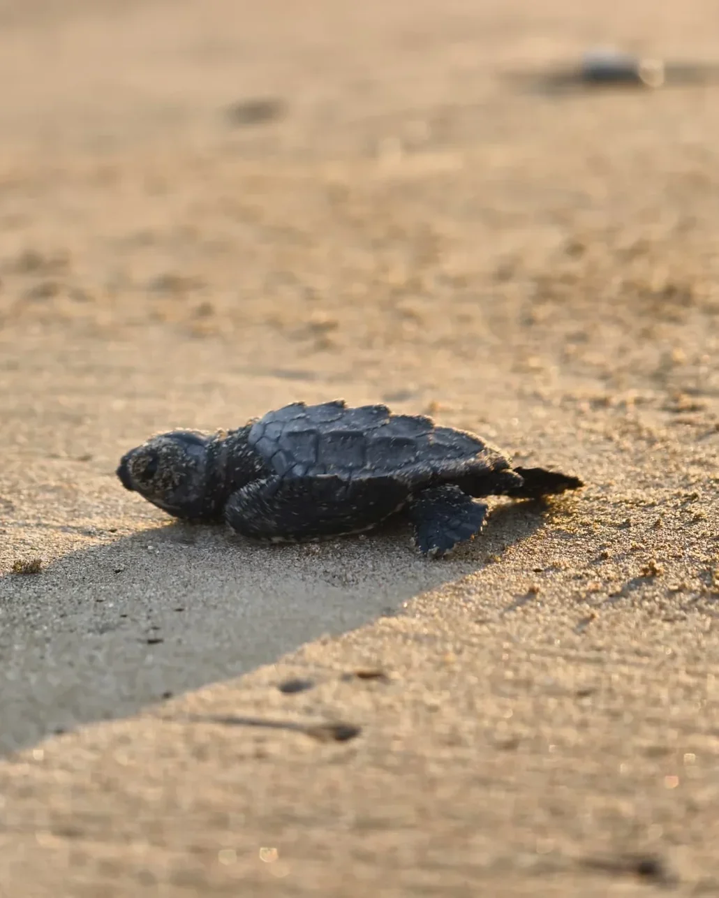 Turizmin gözde destinasyonu Belek’te yılın ilk caretta yavruları denizle buluştu