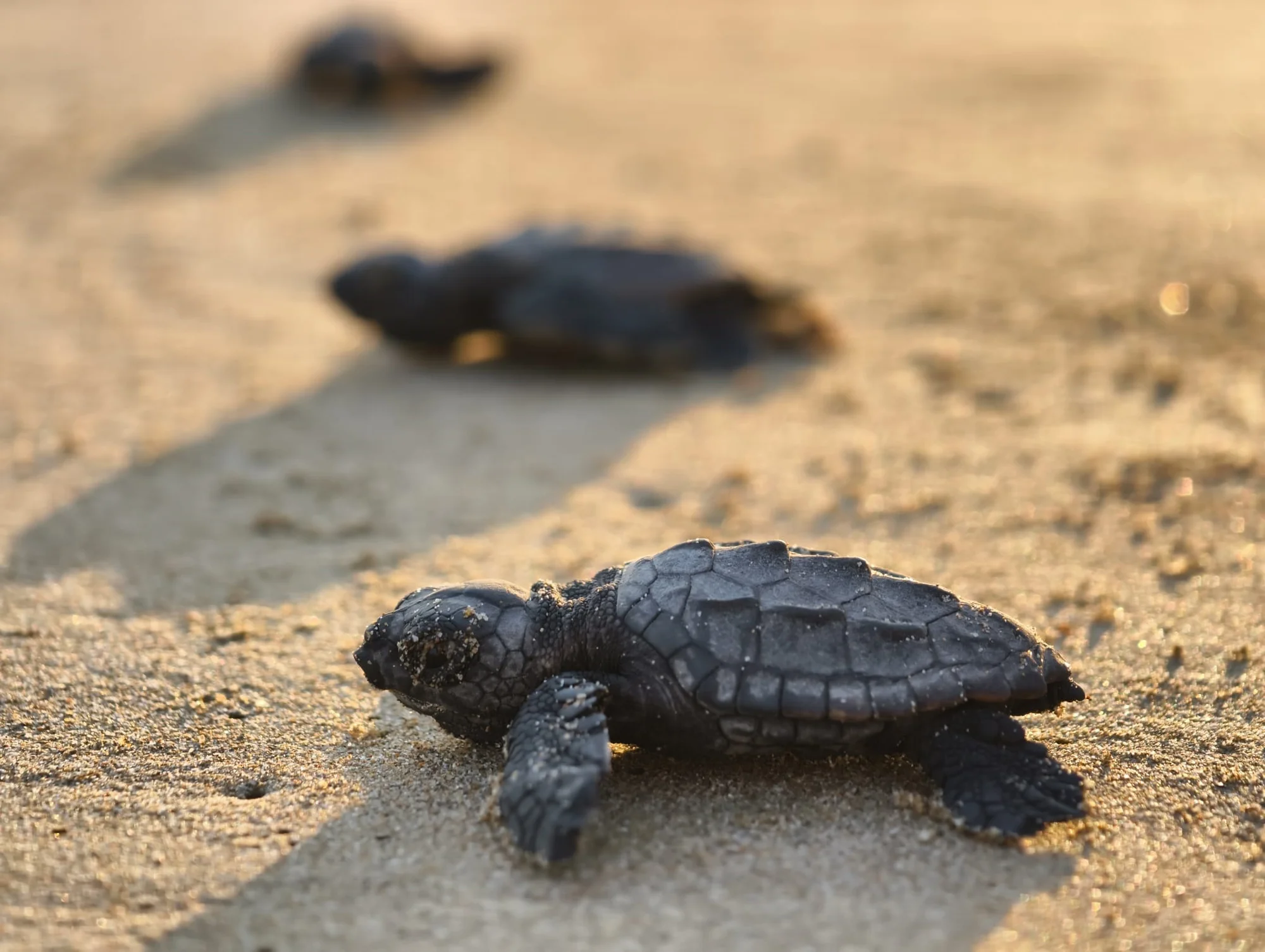 Antalya’nın turizm merkezi Belek'te 100 bin caretta yavrusu denize ulaştı