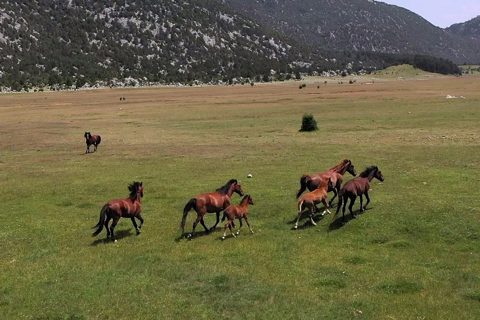 Antalya'nın yılkı atları için dünyanın dört bir yanından geliyorlar