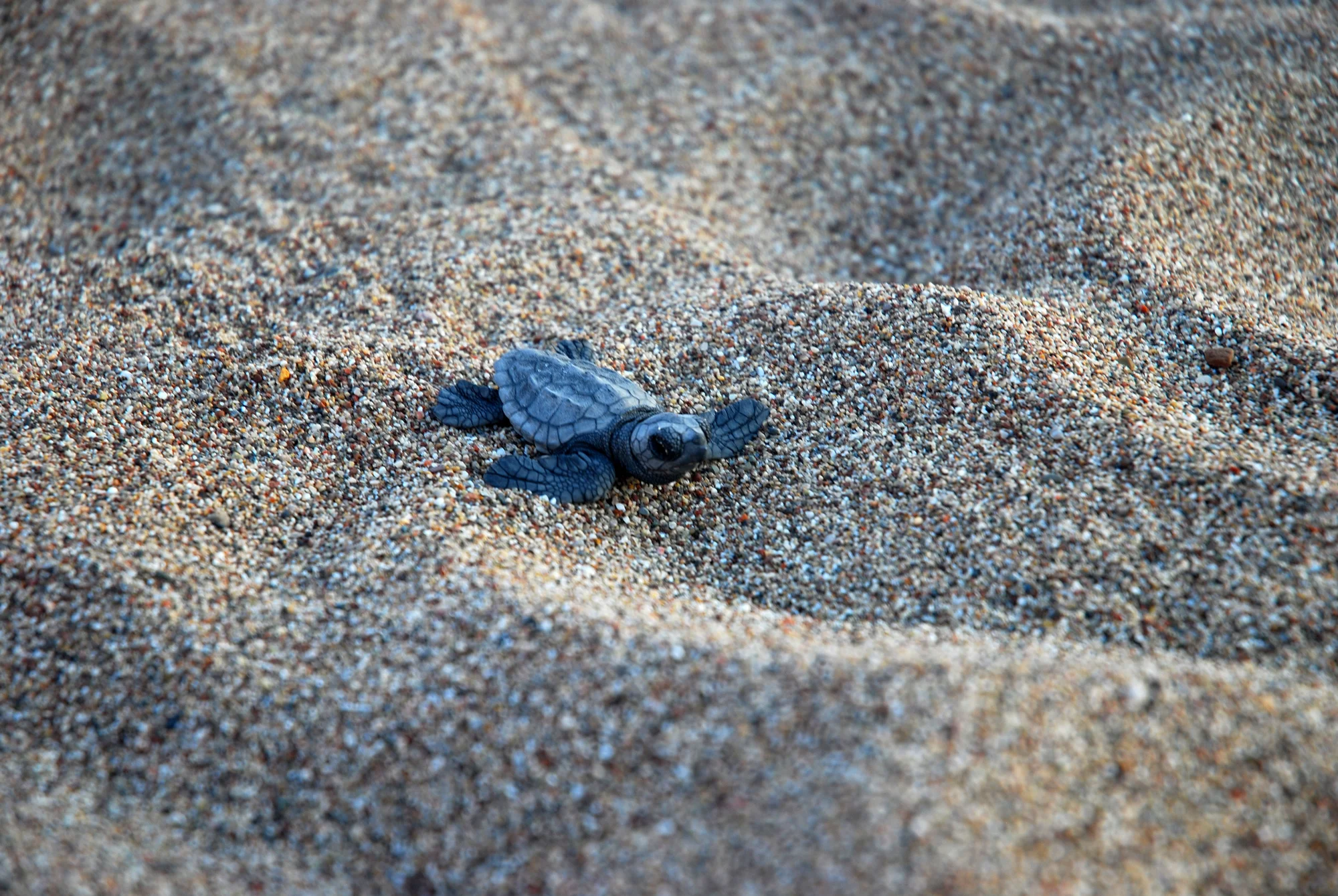 Çıralı'da son yuva açıldı: Bu yıl 3 bin 458 yavru caretta caretta denizle buluştu