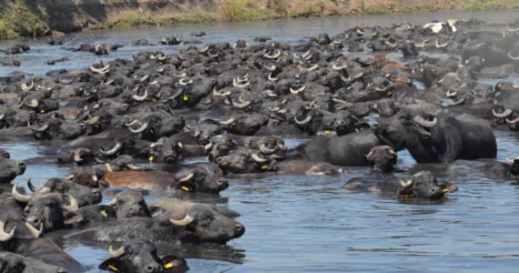 Masai Mara değil Balıkesir