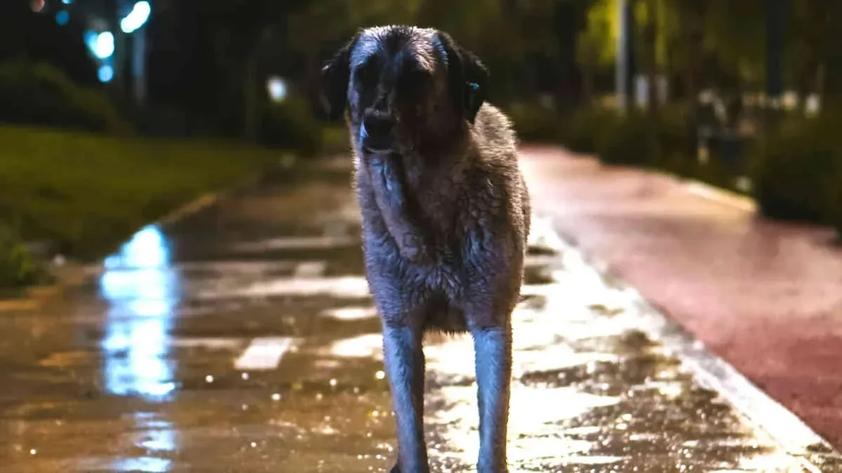 İstanbul’da sokak köpeklerini beslemek yasaklandı