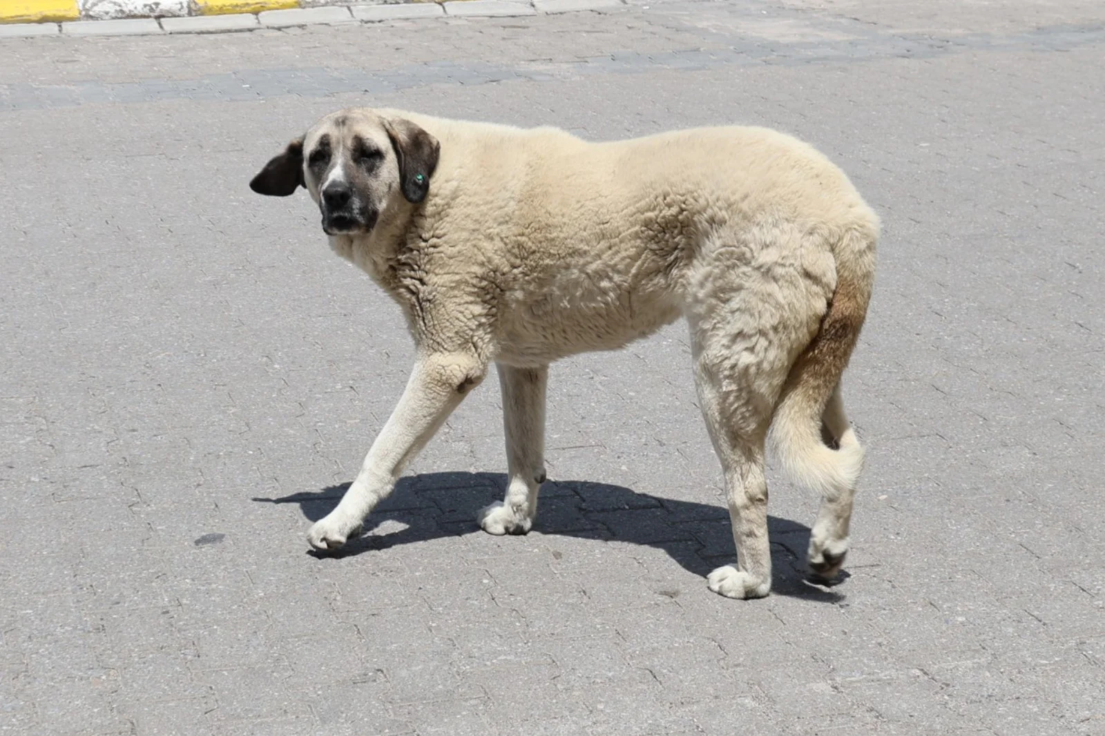 Ünlü turizm merkezimizdeki sokak köpekleri turistleri de tedirgin ediyor