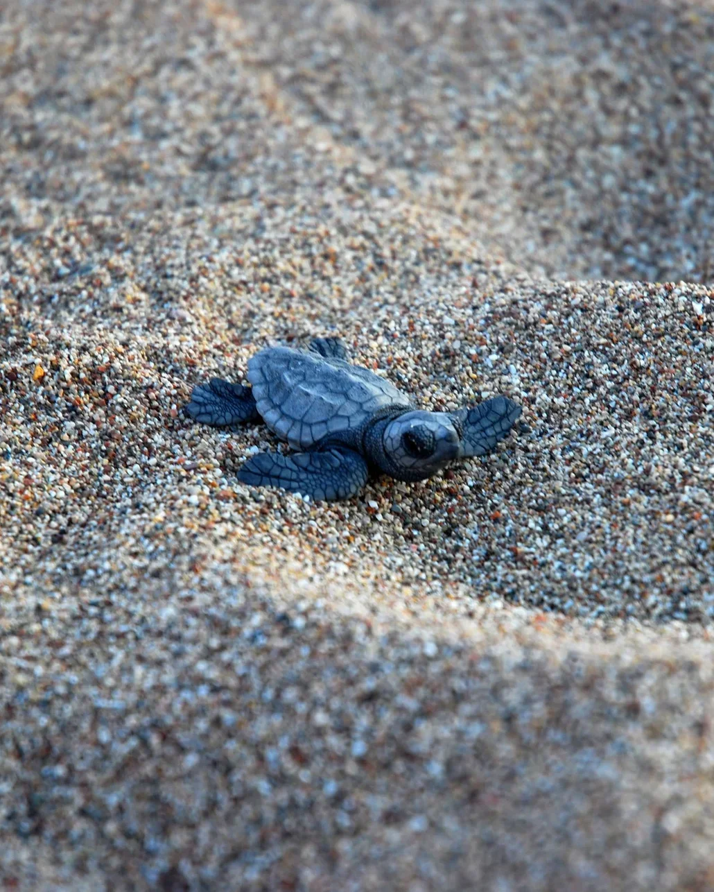 Çıralı'da son yuva açıldı: Bu yıl 3 bin 458 yavru caretta caretta denizle buluştu