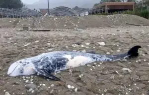 Antalya'da otel çalışanları tarafından bulundu: 4,5 metre, 500 kilo