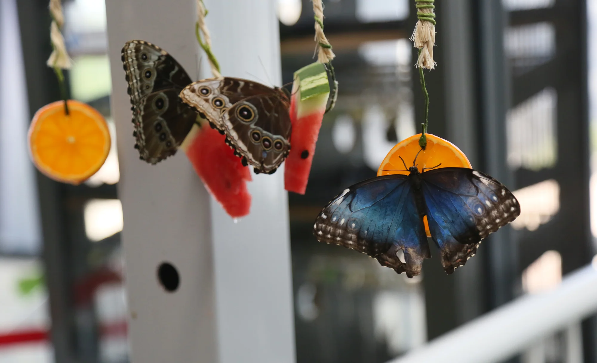 butterfly world (5)