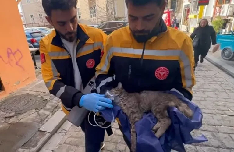 Otelde korkutan yangın: Müşteriler kaçtı, kediyi itfaiye kurtardı