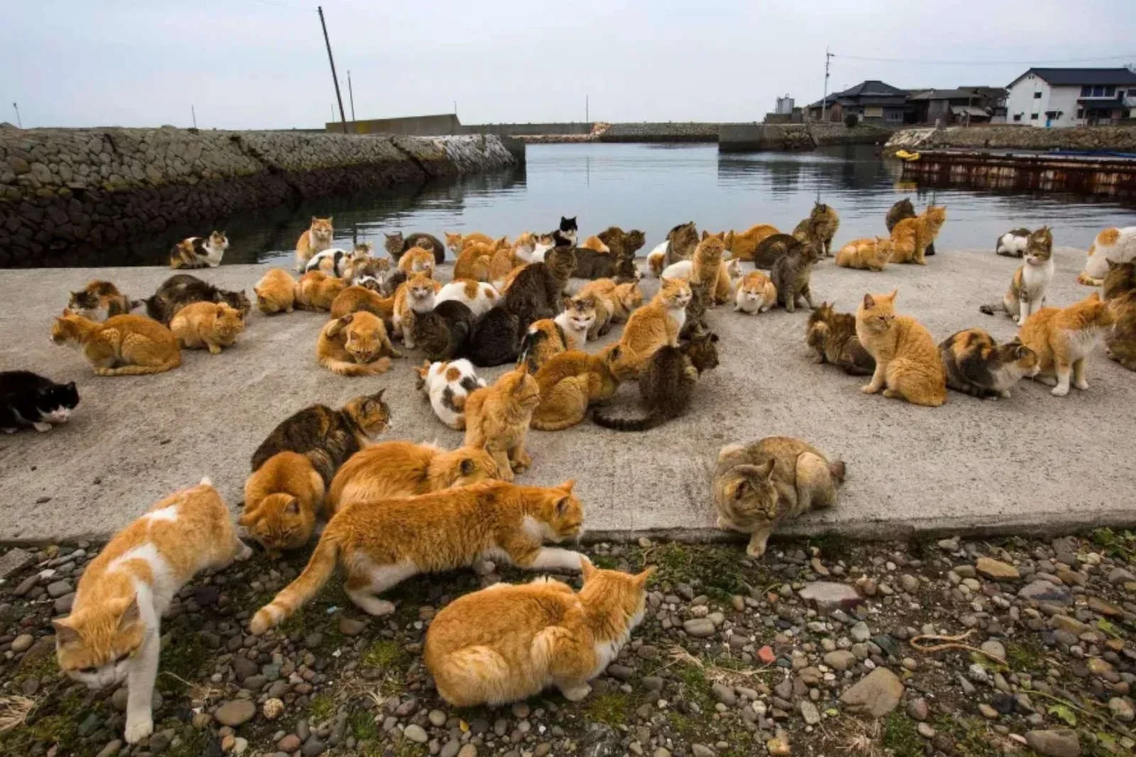 Bu adaya köpeklerin girmesi yasak: Kedi Adası