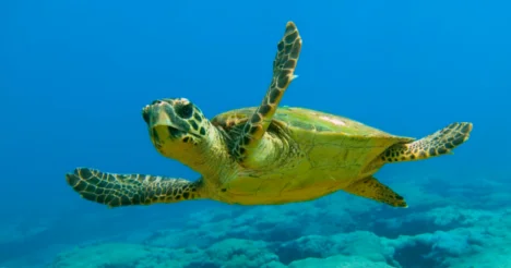 Caretta carettalar Antalya’da 10 turisti ısırdı