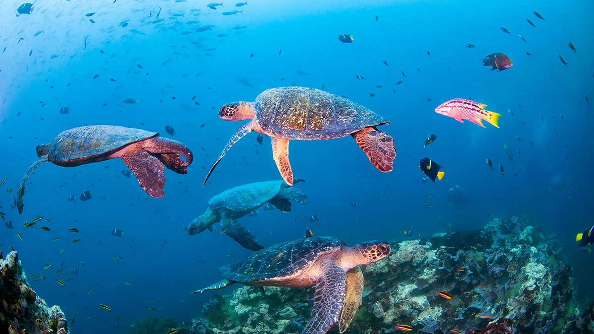 Novotel, okyanusları korumak için WWF ile ortaklık başlattı
