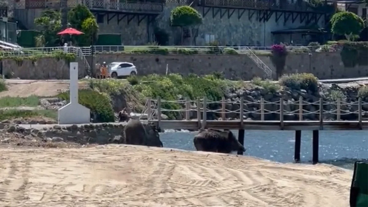 Bodrum'da sahili domuzlar bastı