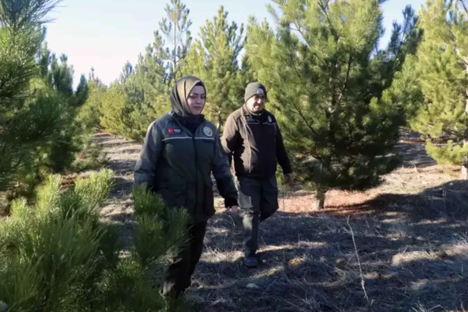 Orman muhafaza memurları, yılbaşı için ağaç kesmesinler diye gece gündüz nöbet tutuyor