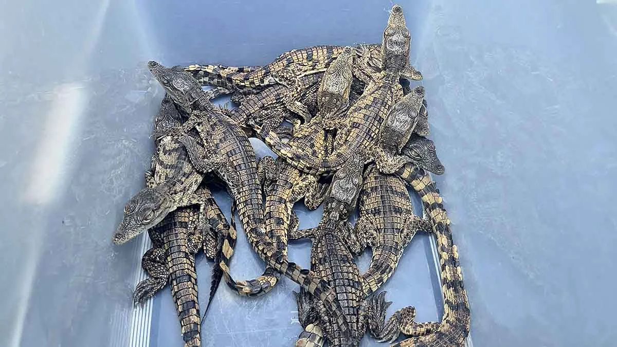 Mısır’dan gelen yolcunun valizinden 17 timsah çıktı