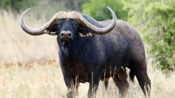Av turizmi için gittiği Afrika'da dev bizonun saldırısı ile hayatını kaybetti