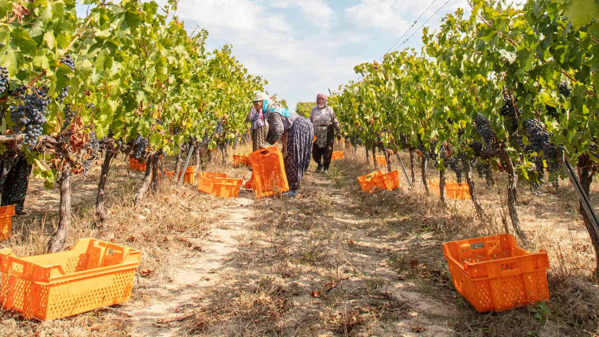 Arcadia Bağları ve Bakucha Vineyard Hotel’den bağbozumu turizmi