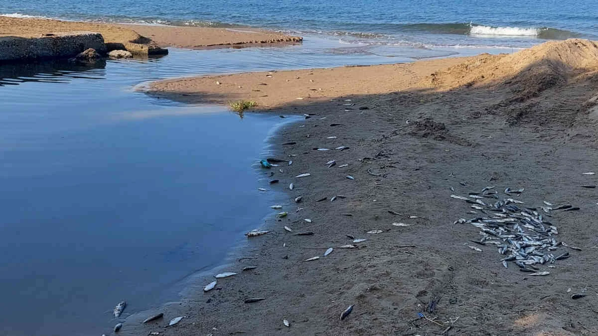 Antalya’da 5 yıldızlı otellerin arasından geçen su kanalında yüzlerce balık kıyıya vurdu