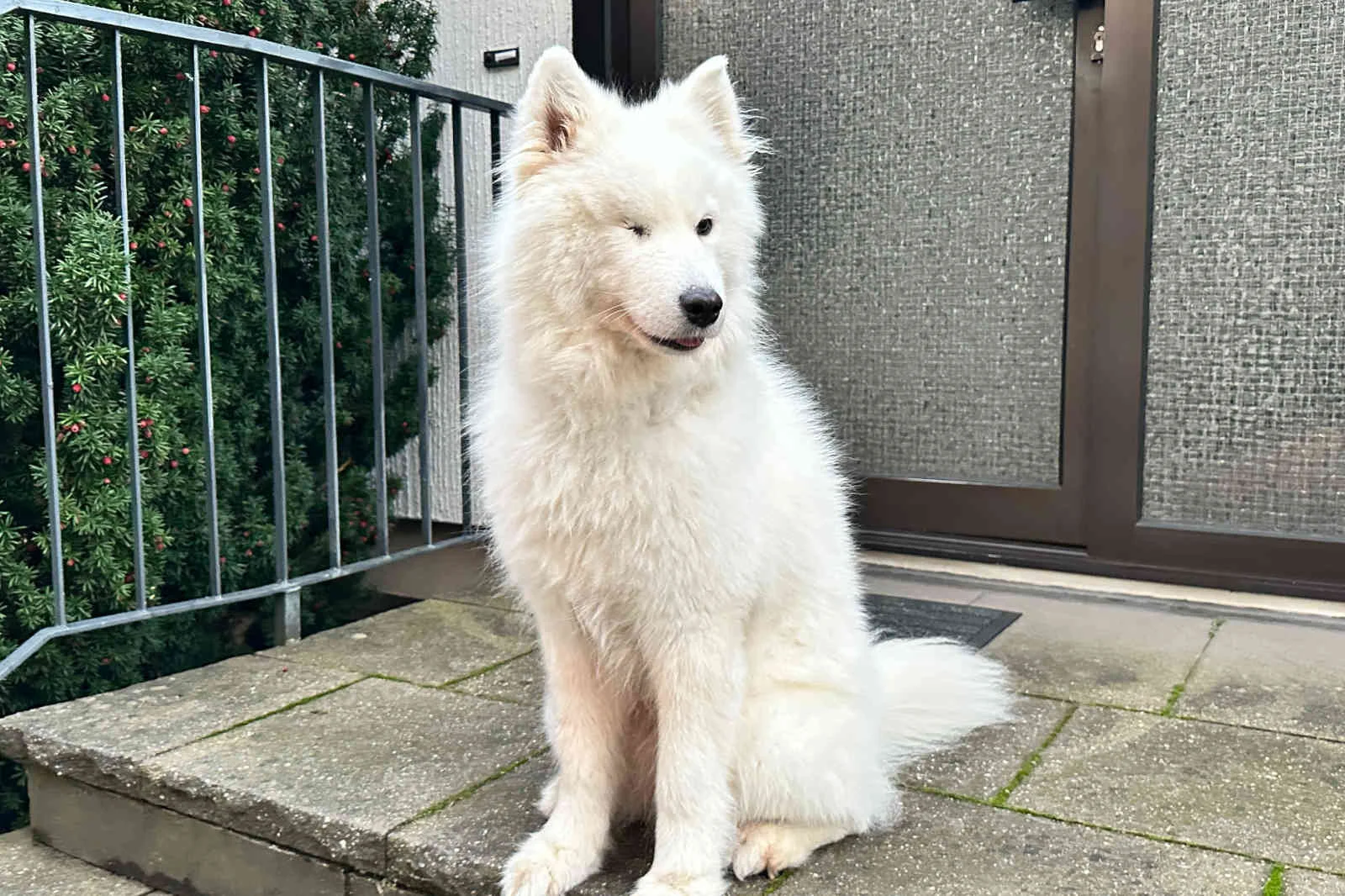 Köpek sahibi Almanlar, kafasına estiği zaman tatile gidemiyor