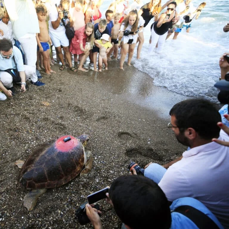 Lara Barut Collection’ın destekleri ile denizle buluşan Caretta 3000 km yol katetti