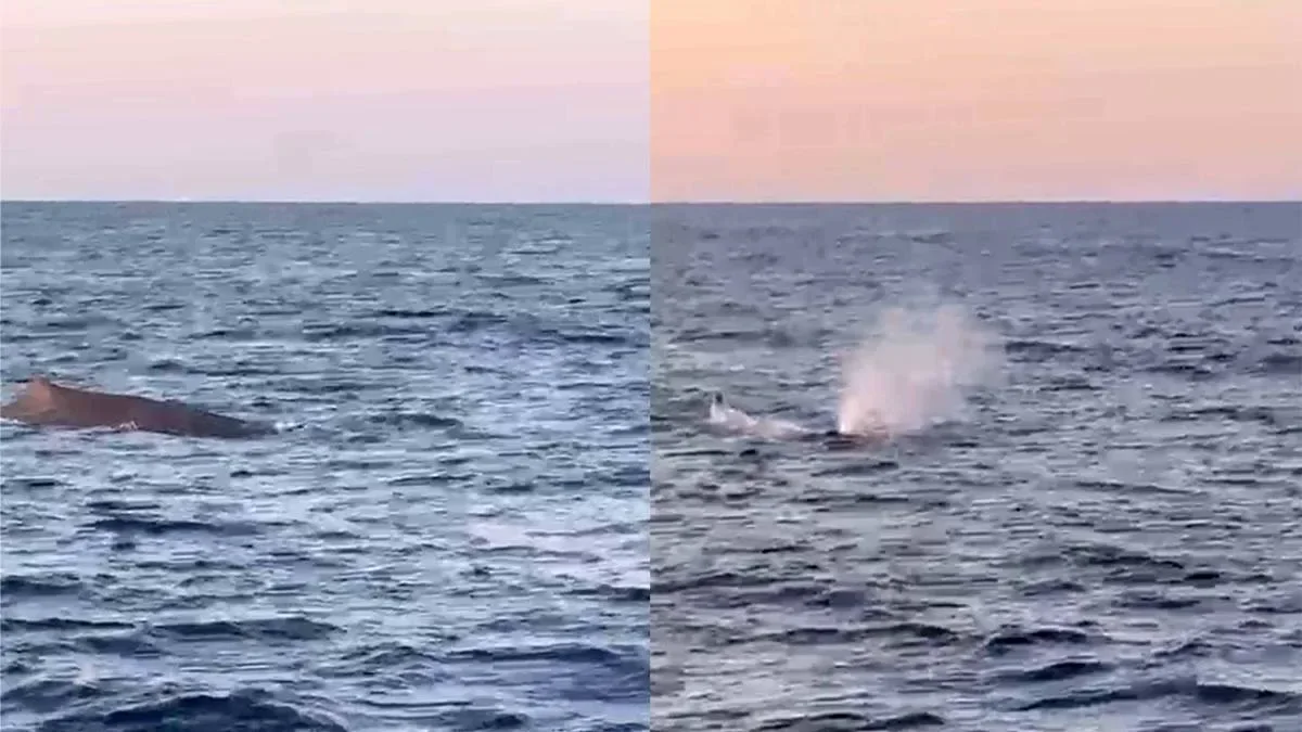 Amatör balıkçılar Antalya açıklarında balina görüntüledi