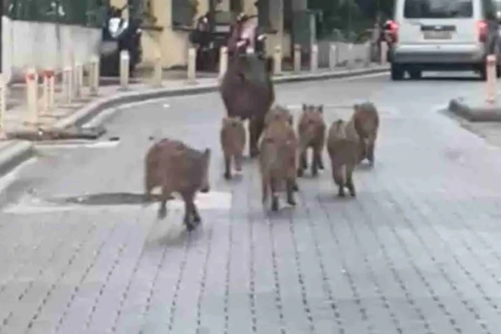 Ünlü turizm merkezimizde domuzlar, ciddi bir tehdit haline geldi