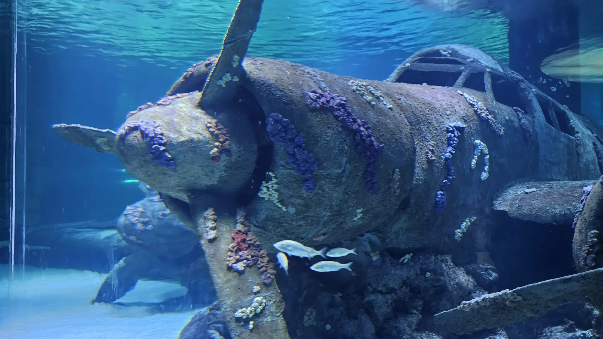 Antalya Aquarium, Antalya’yı yazın ortasında kar destinasyonu haline getirdi