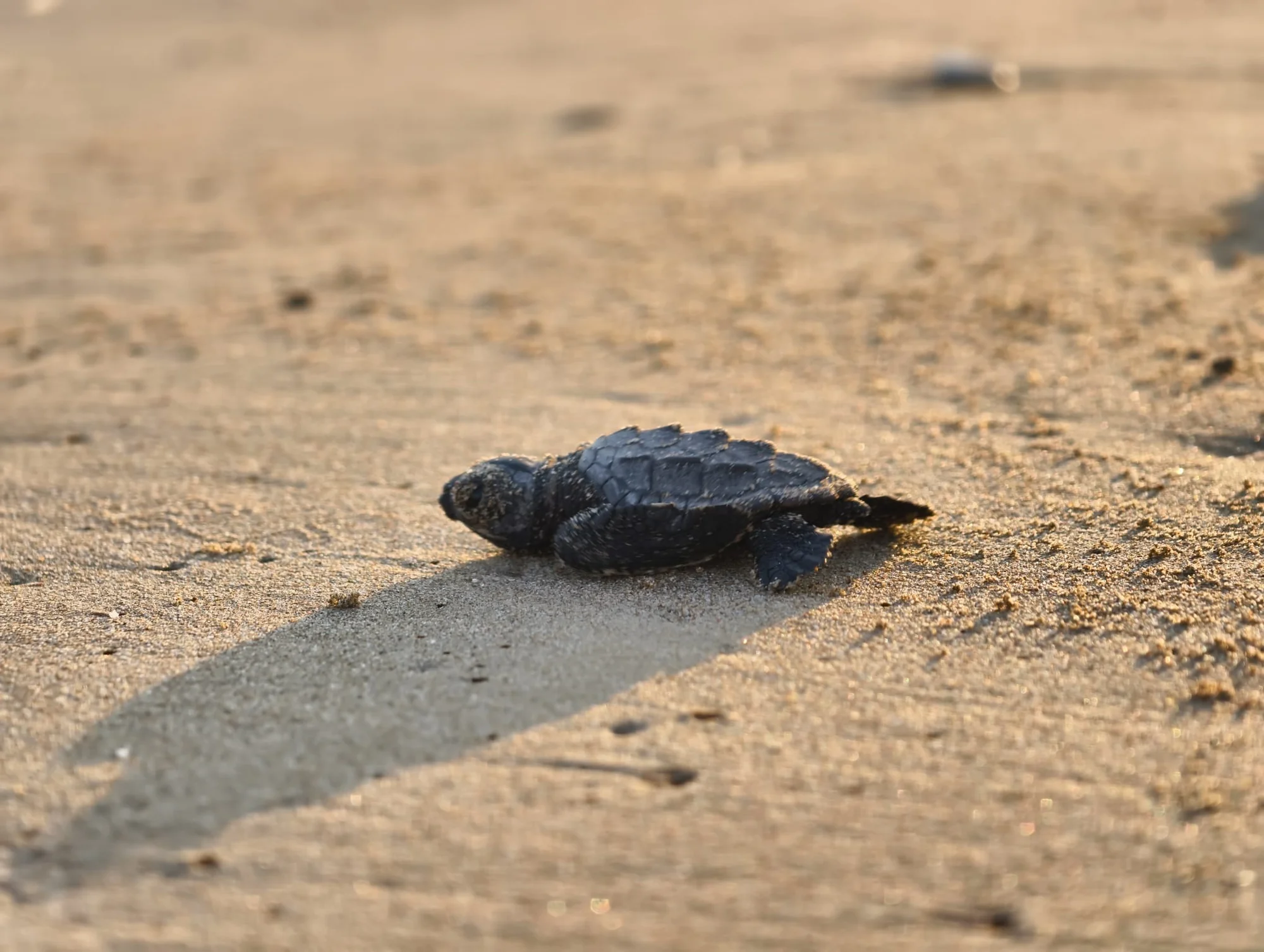Turizmin gözde destinasyonu Belek’te yılın ilk caretta yavruları denizle buluştu
