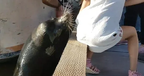 Deniz aslanı küçük turisti az daha öldürüyordu