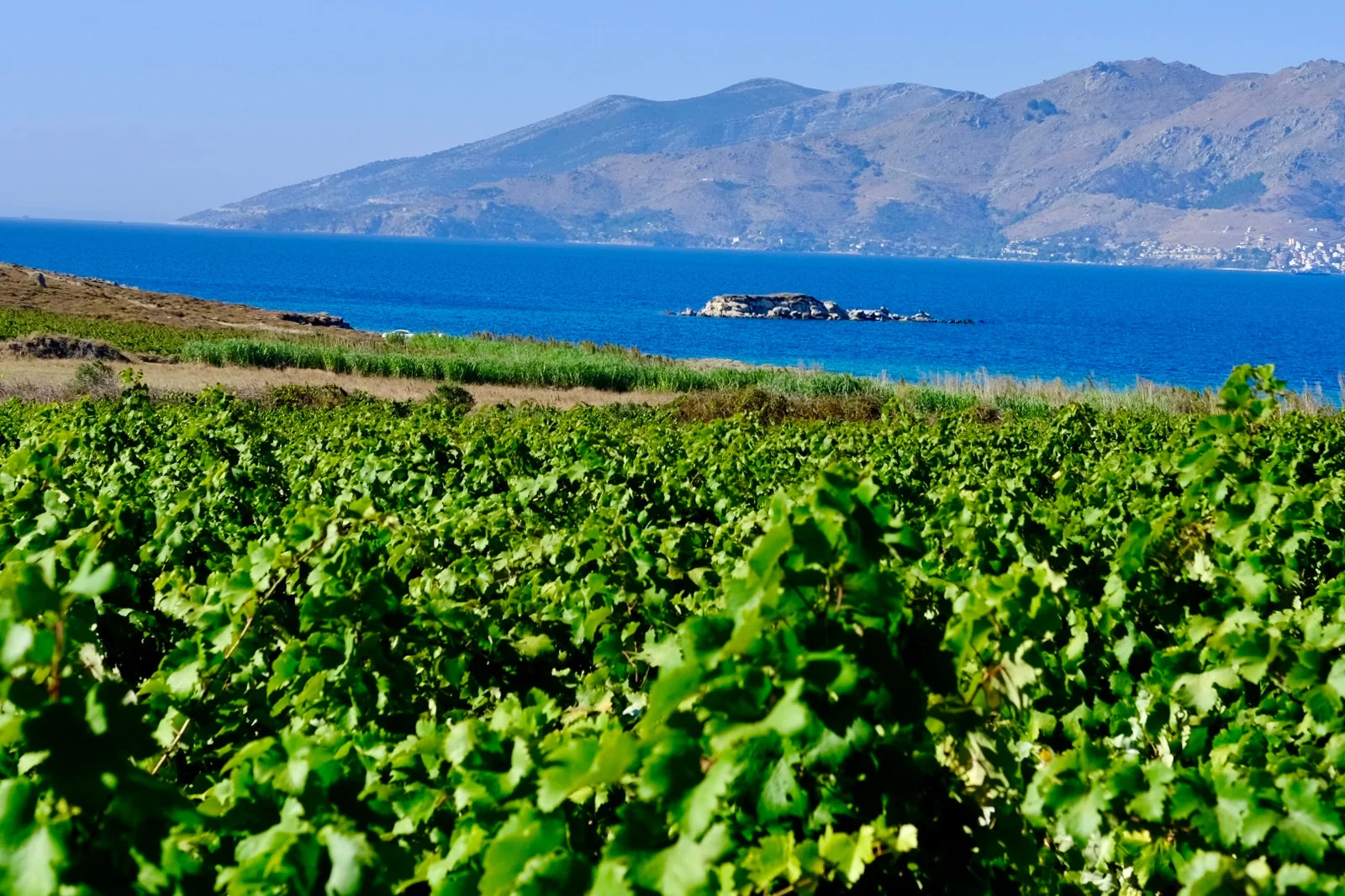 Avşa, üzüm hasadı ile turizm sezonunu uzatıyor