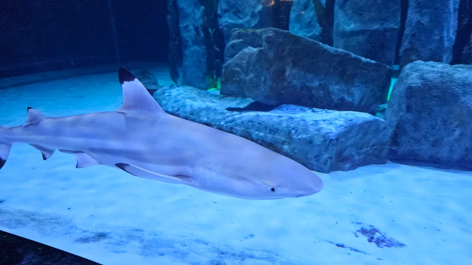 Antalya Aquarium, Antalya’yı yazın ortasında kar destinasyonu haline getirdi