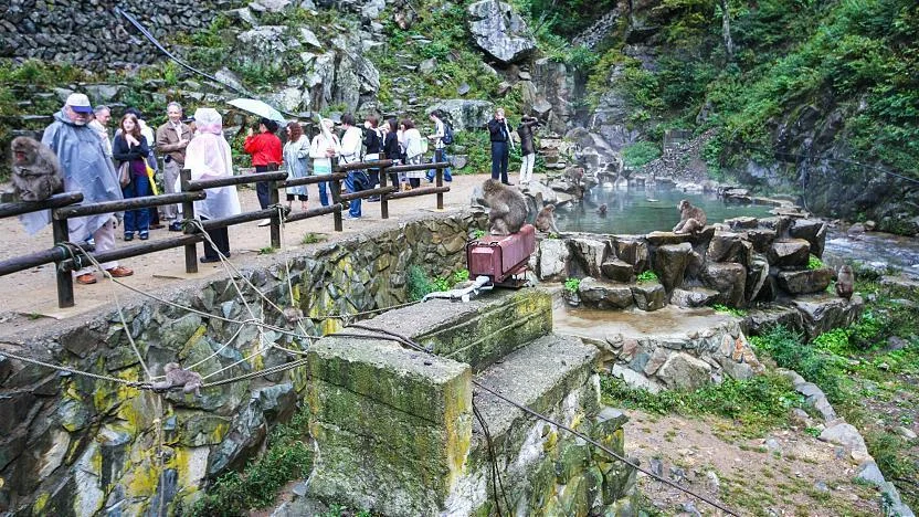 Maymunlar sayesinde 150 binden fazla turist ağırlıyor