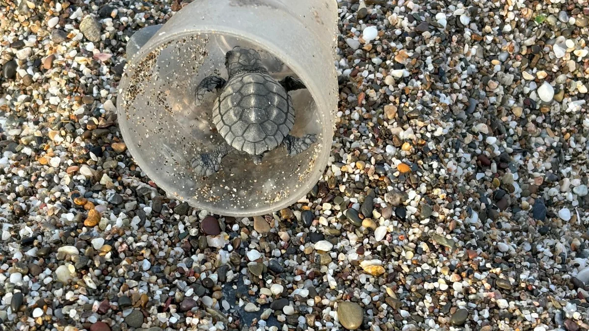 Alanya'da sahile atılan çöpler caretta caretta yavruları için tehlike oluşturuyor