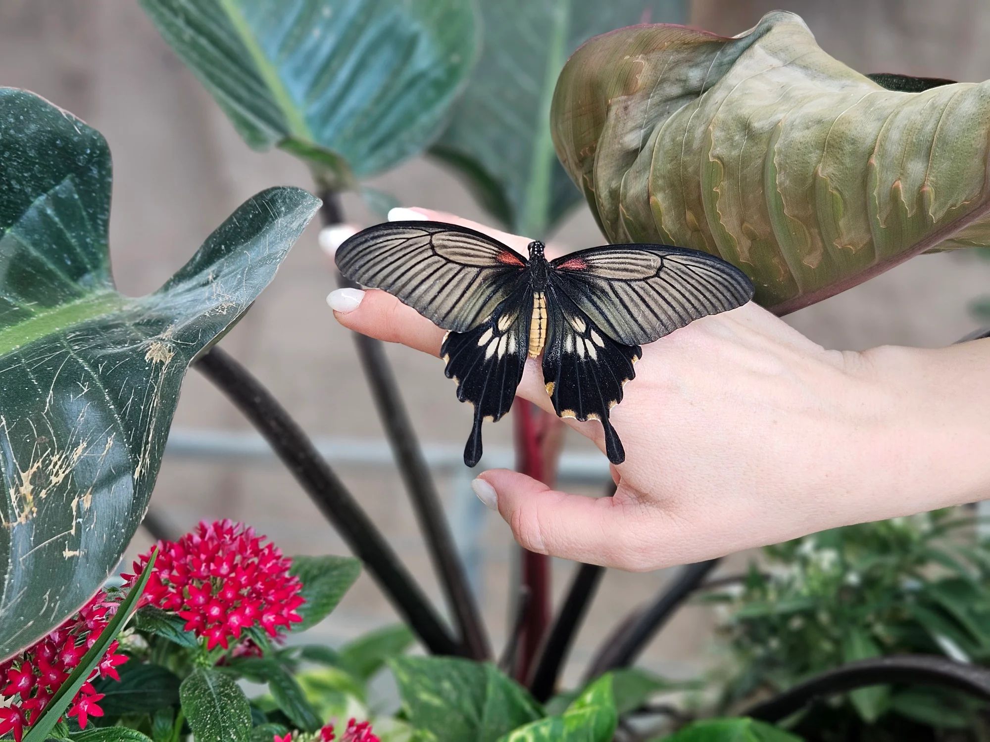 butterfly world (2)